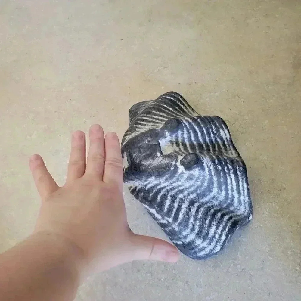 Shell Home Decor - Picture 2 of 5